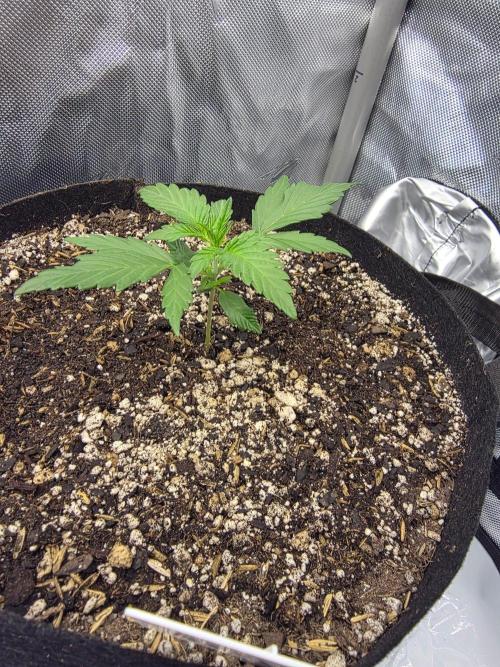 Fast Buds, 2 Strains, 3rd run. Week 3