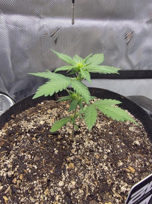 Fast Buds, 2 Strains, 3rd run. Week 3