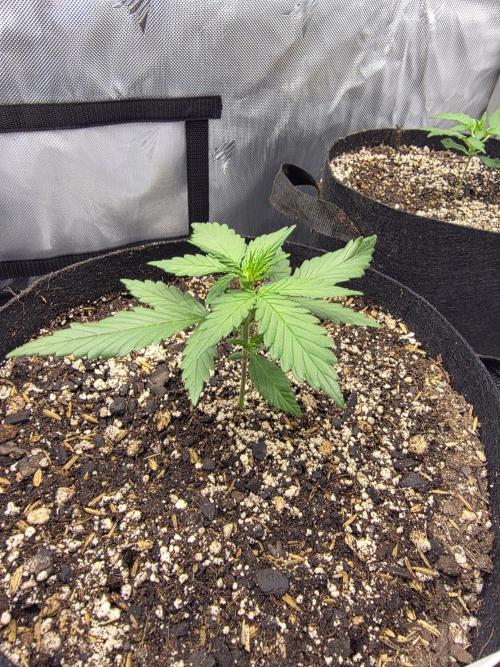 Fast Buds, 2 Strains, 3rd run. Week 3