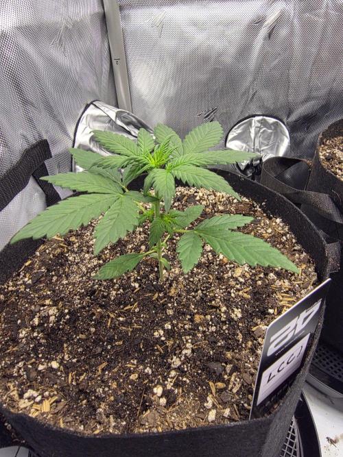 Fast Buds, 2 Strains, 3rd run. Week 3