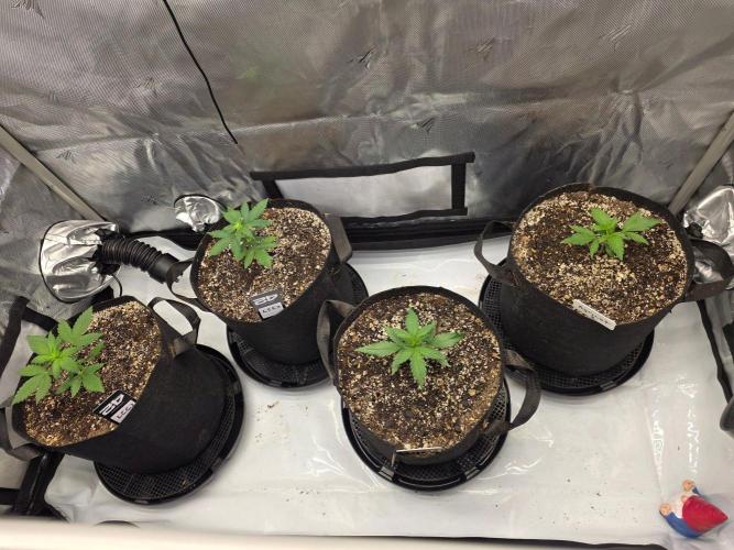 Fast Buds, 2 Strains, 3rd run. Week 3