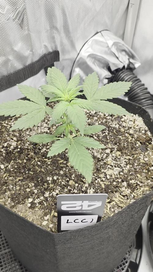 Fast Buds, 2 Strains, 3rd run