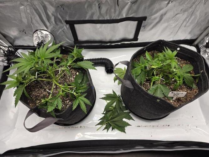 First Grow. Week 6