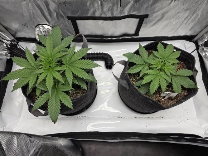 First Grow. Week 6