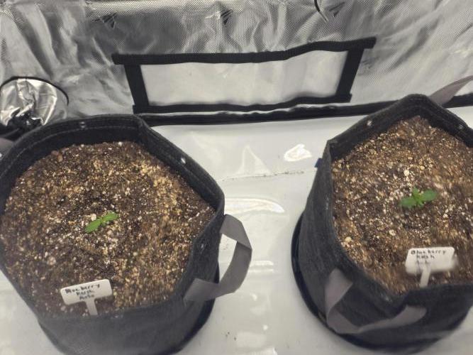 First Grow. Week 0 - Week 1, so far so good.
