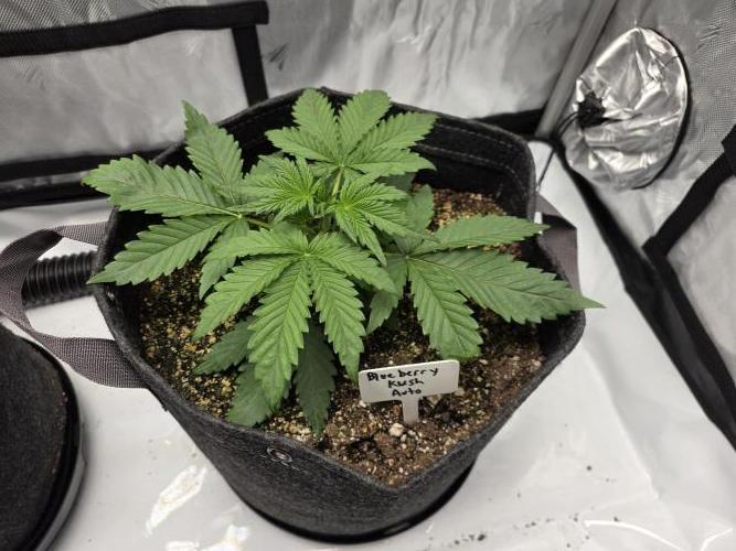 First Grow. Week 5