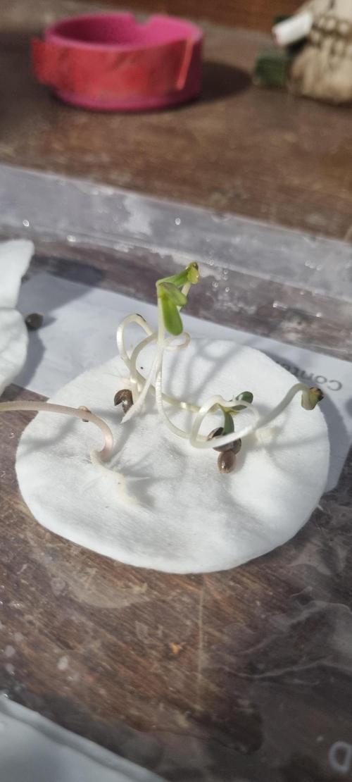FASTBUDS. Week 0