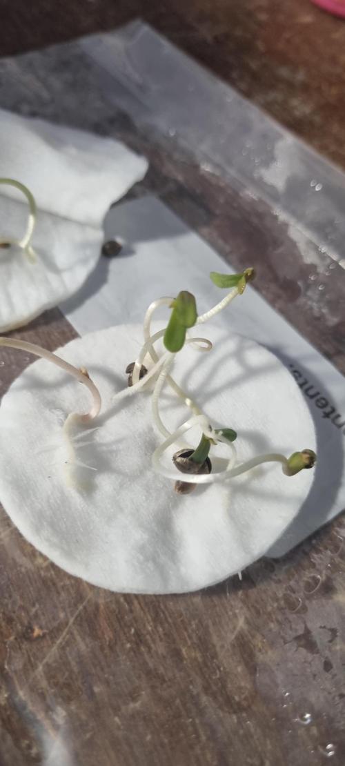 FASTBUDS. Week 0