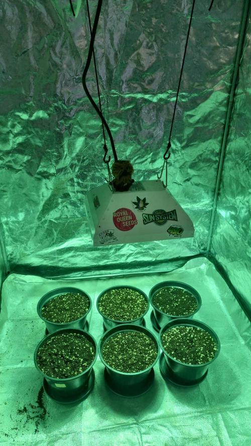 FASTBUDS. Week 0