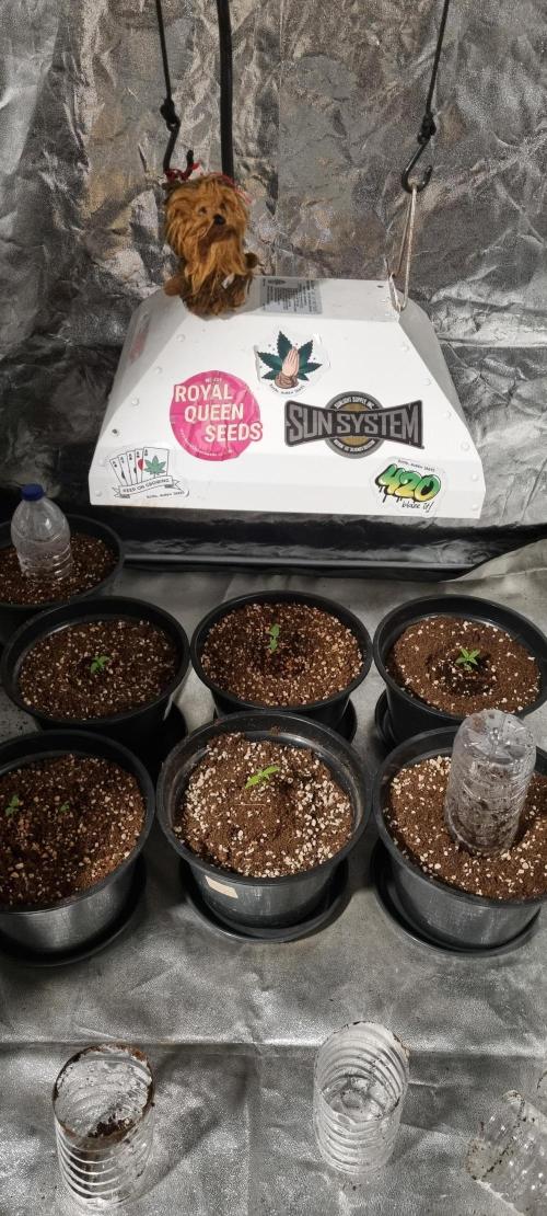 FASTBUDS. Week 1