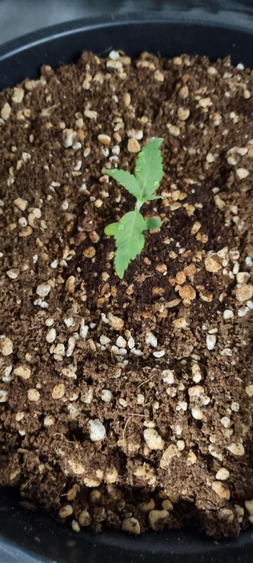 FASTBUDS. Week 1