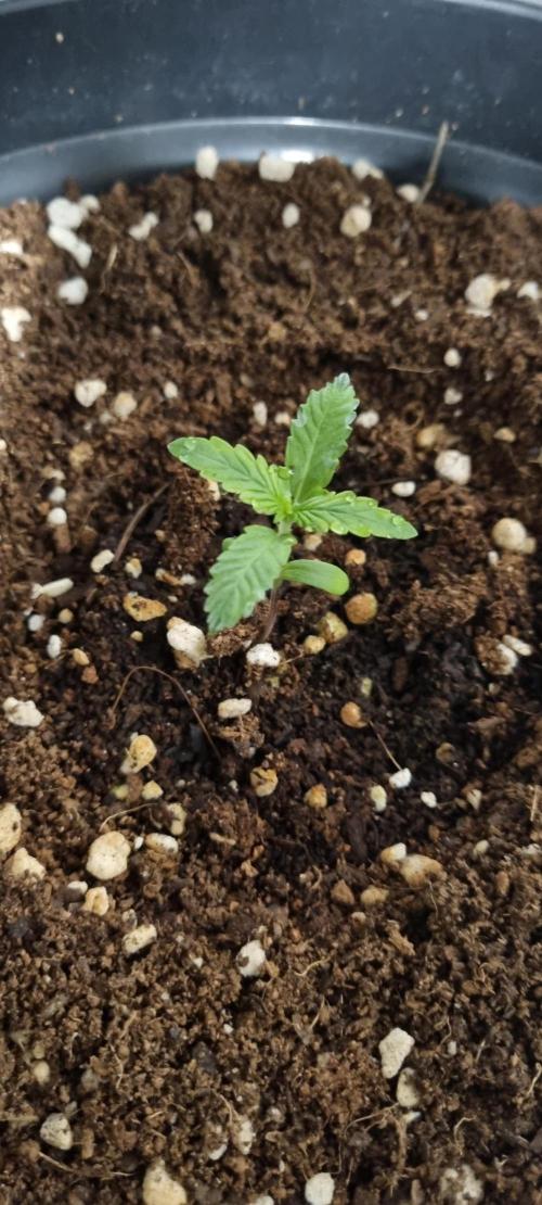 FASTBUDS. Week 1
