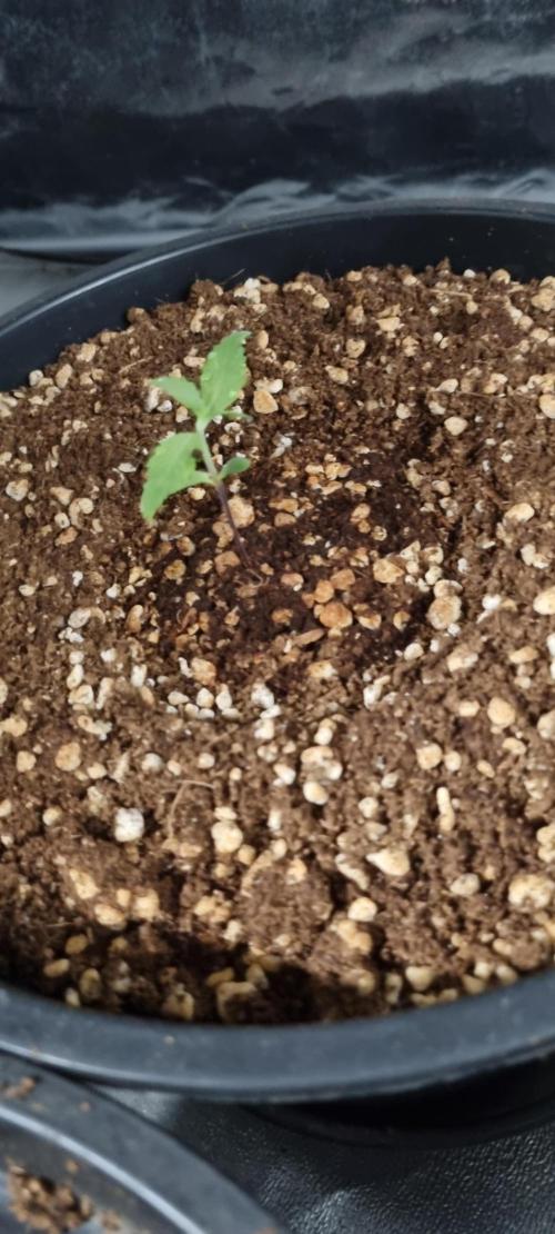 FASTBUDS. Week 1