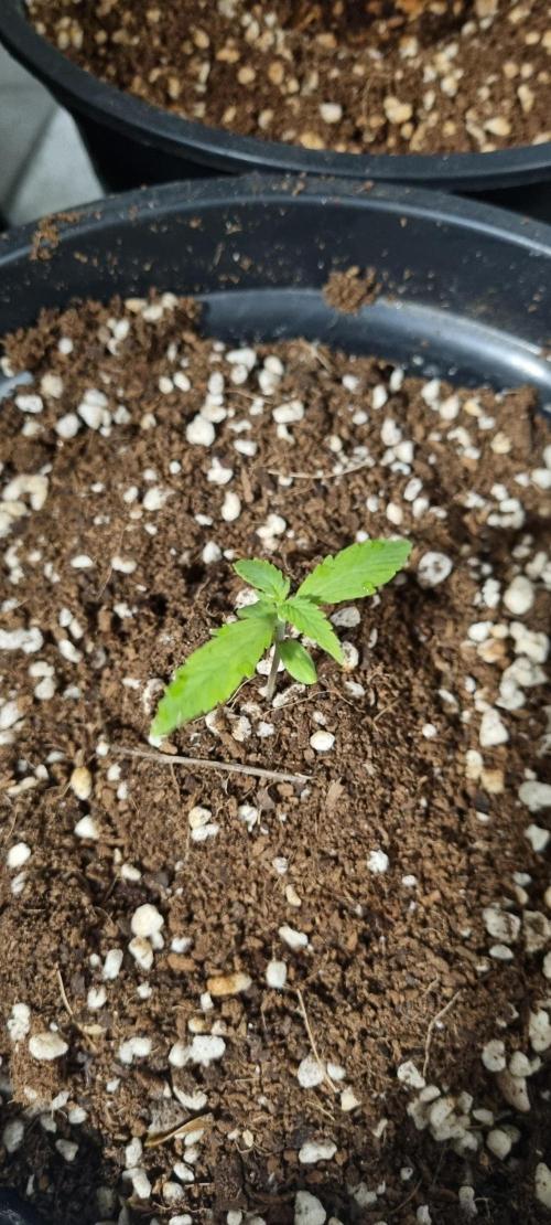 FASTBUDS. Week 1
