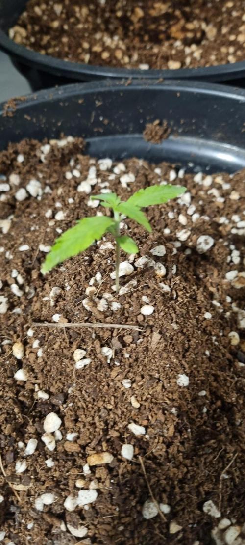 FASTBUDS. Week 1