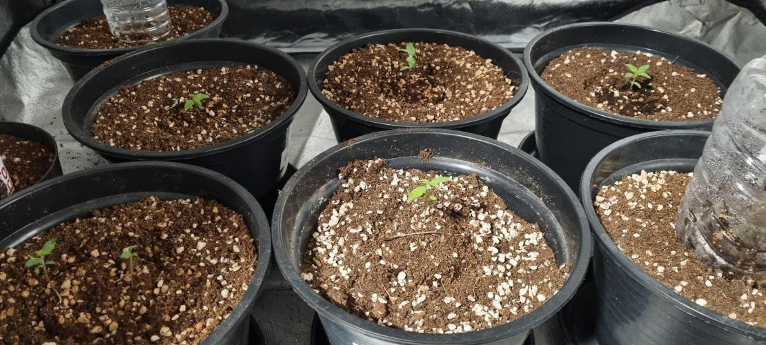 FASTBUDS. Week 1