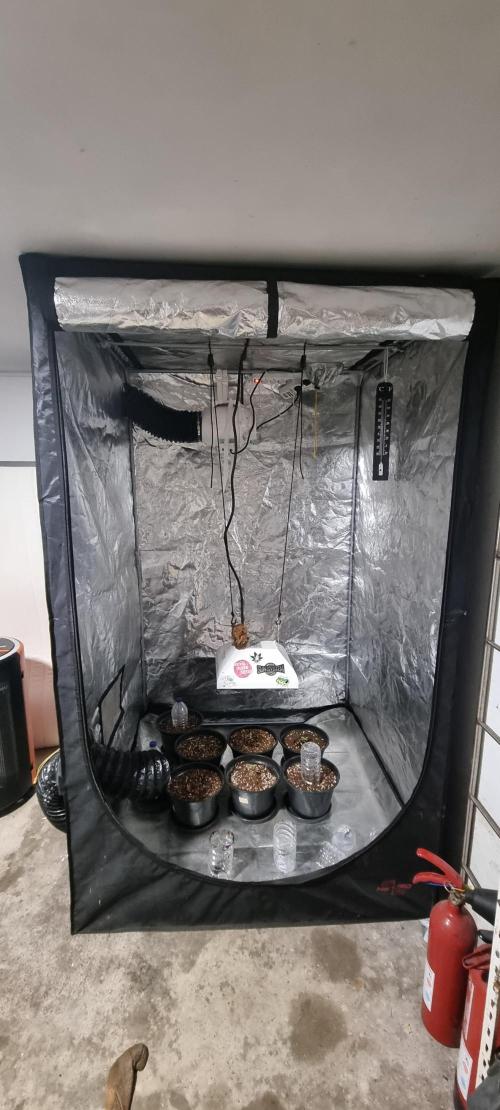 FASTBUDS. Week 1
