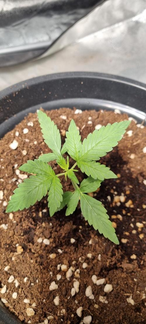 FASTBUDS. Week 2 - Fast buds mix pack 