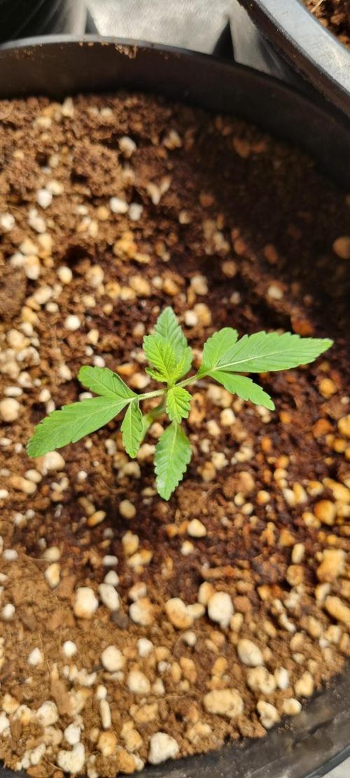 FASTBUDS. Week 2