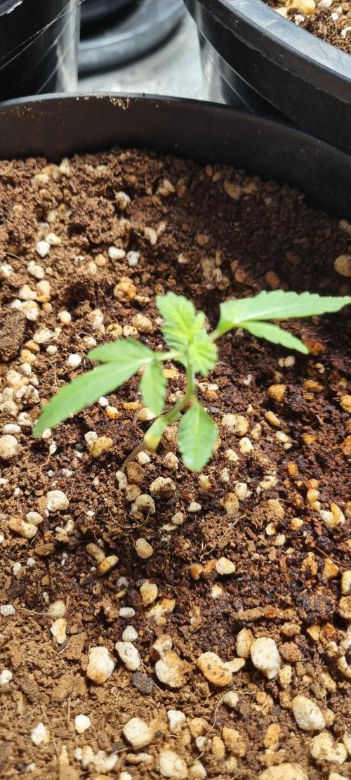 FASTBUDS. Week 2