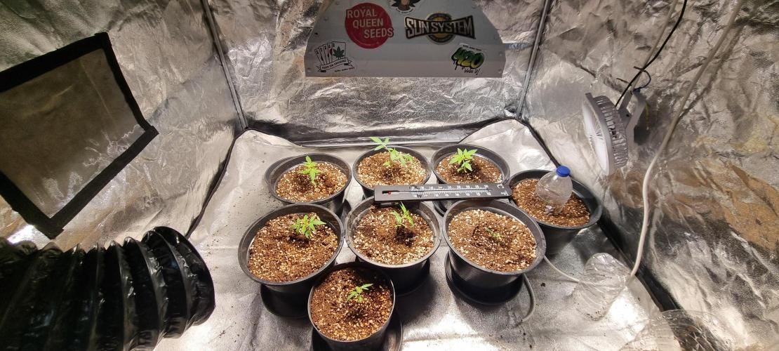 FASTBUDS. Week 2