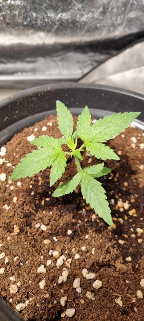 FASTBUDS. Week 2 - Fast buds mix pack 