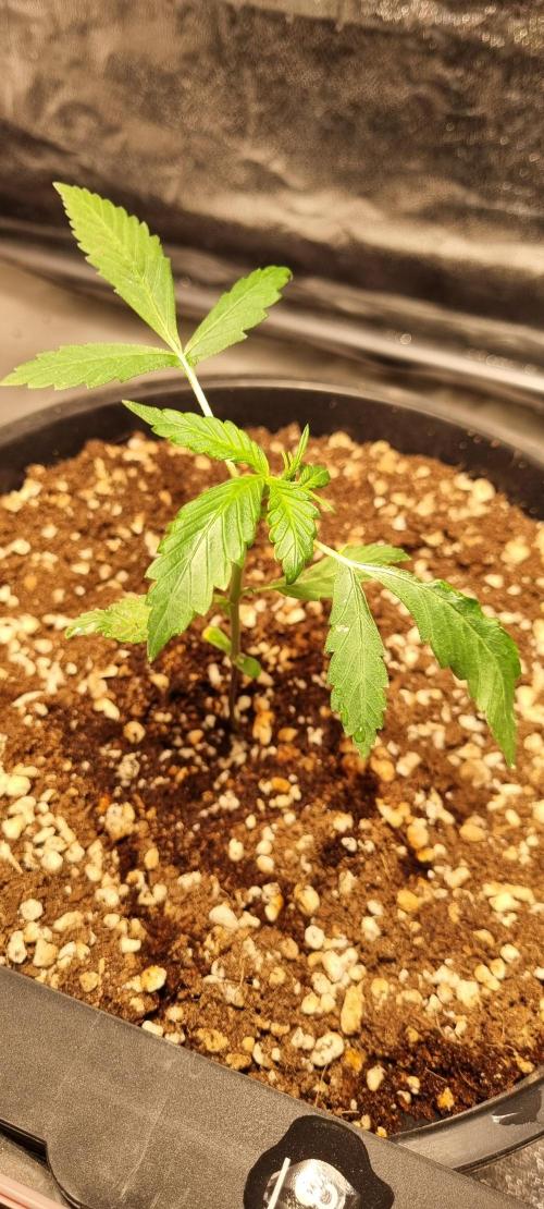 FASTBUDS. Week 2 - Fast buds jack herer, I do t know what could happen with this one... 