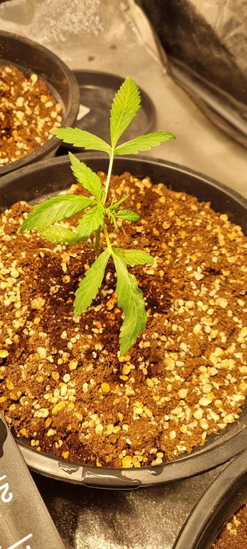 FASTBUDS. Week 2