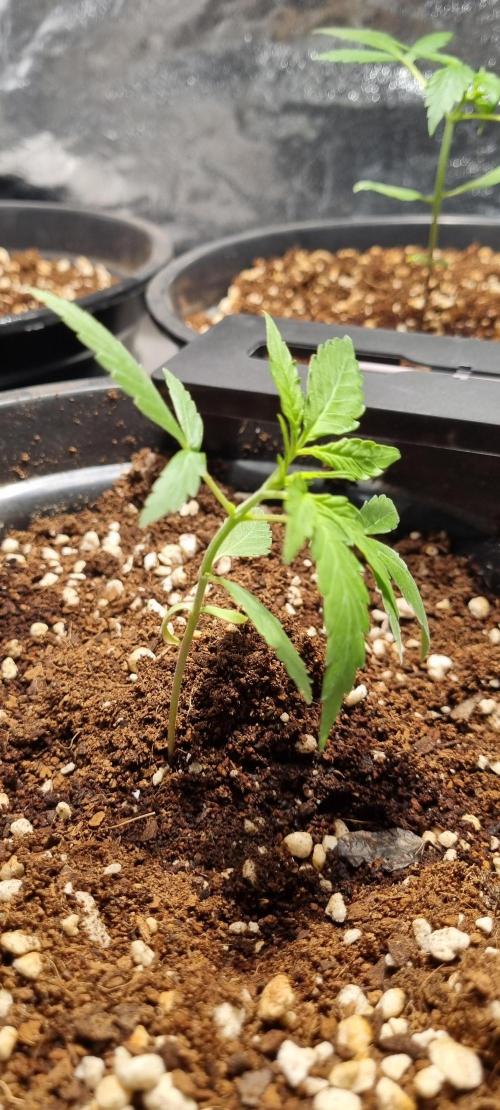 FASTBUDS. Week 2