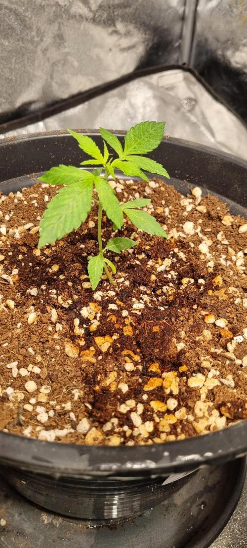 FASTBUDS. Week 2
