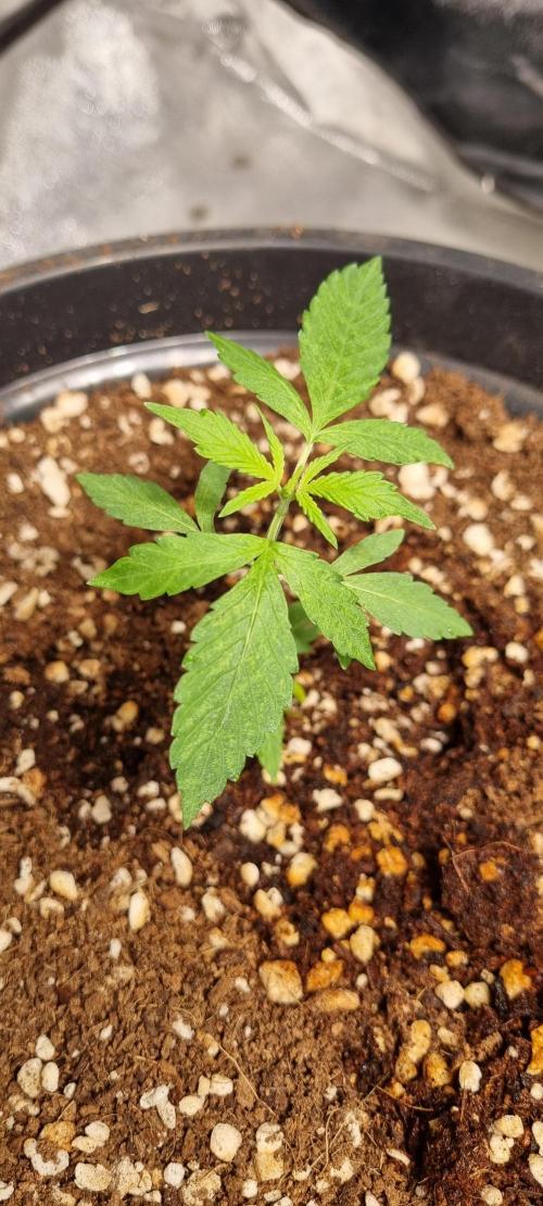 FASTBUDS. Week 2 - Fast buds mix pack 