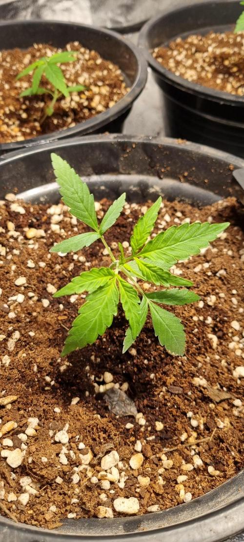 FASTBUDS. Week 2