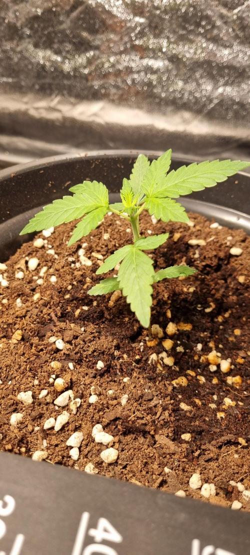 FASTBUDS. Week 2