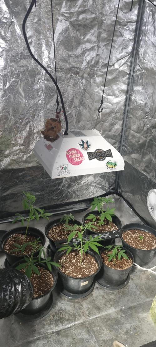 FASTBUDS. Week 3