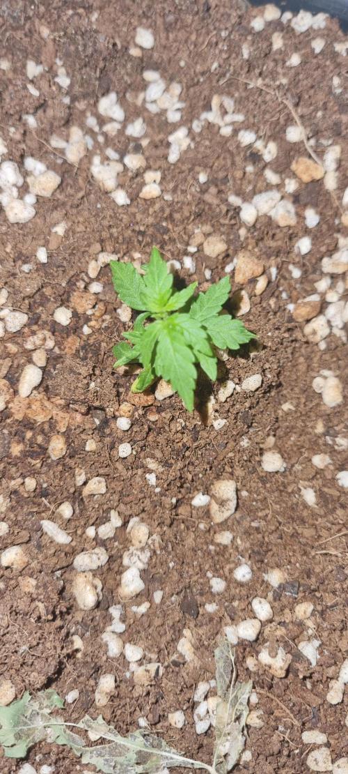FASTBUDS. Week 3 - I do t know what happened with this one kkk 