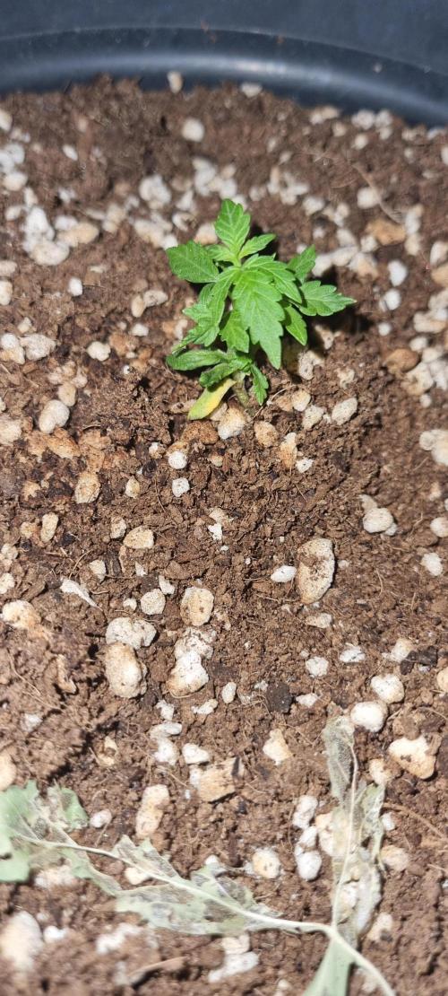 FASTBUDS. Week 3