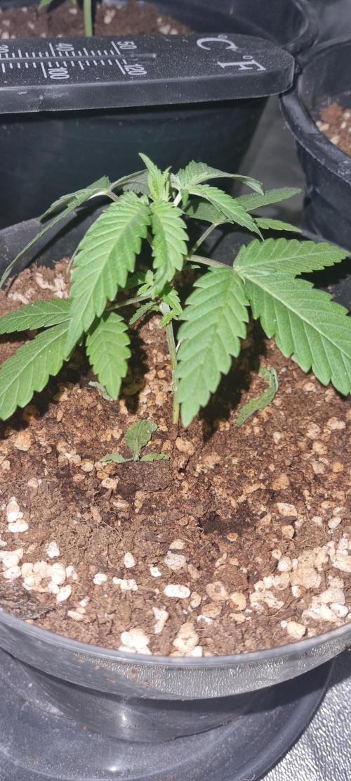 FASTBUDS. Week 3
