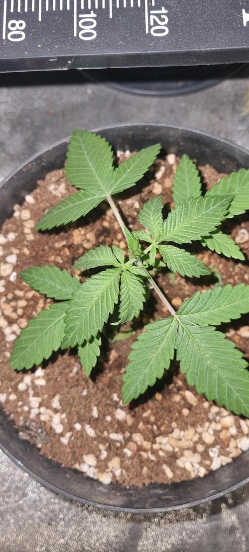 FASTBUDS. Week 3