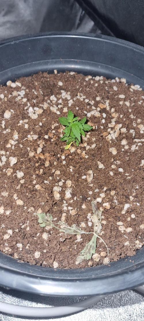 FASTBUDS. Week 3