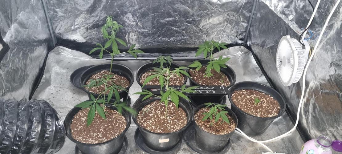 FASTBUDS. Week 3