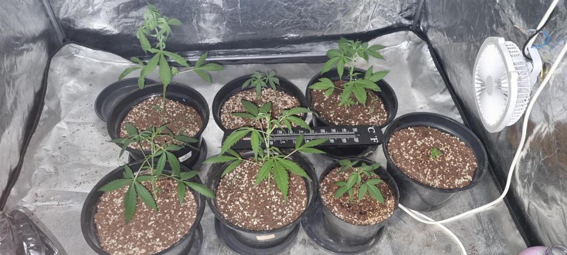 FASTBUDS. Week 3