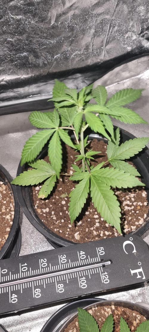 FASTBUDS. Week 3