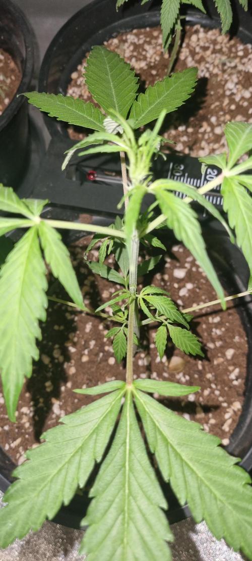 FASTBUDS. Week 3