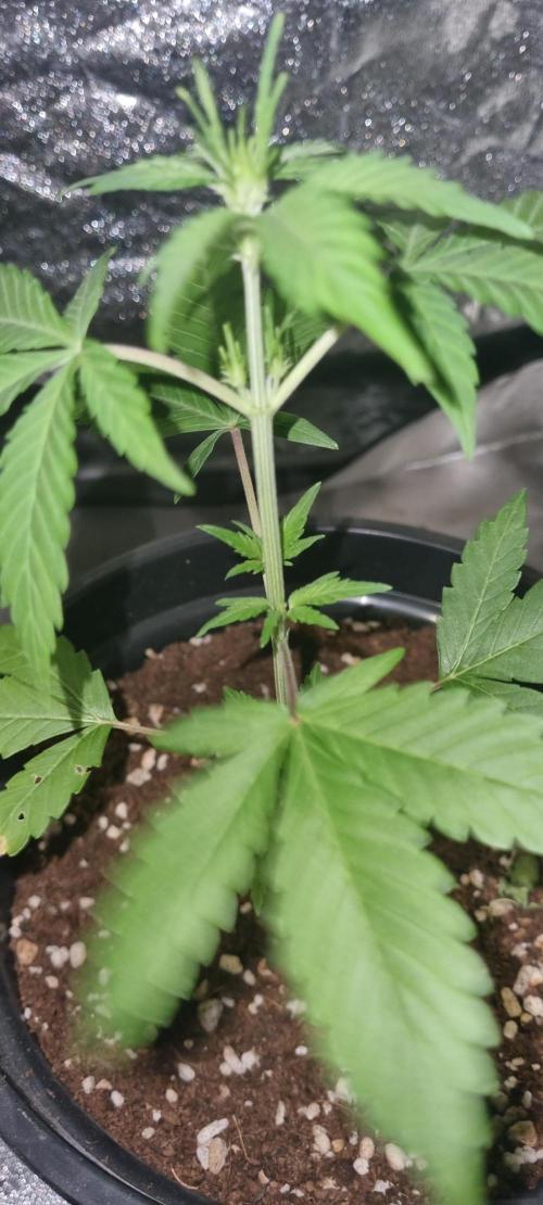 FASTBUDS. Week 3