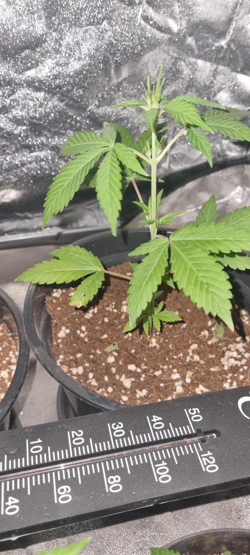 FASTBUDS. Week 3