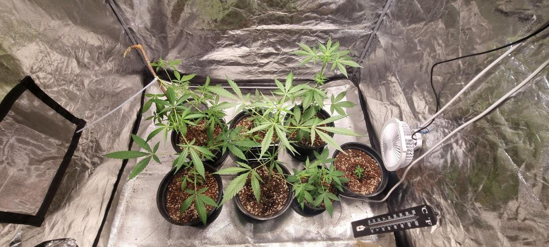 FASTBUDS. Week 4