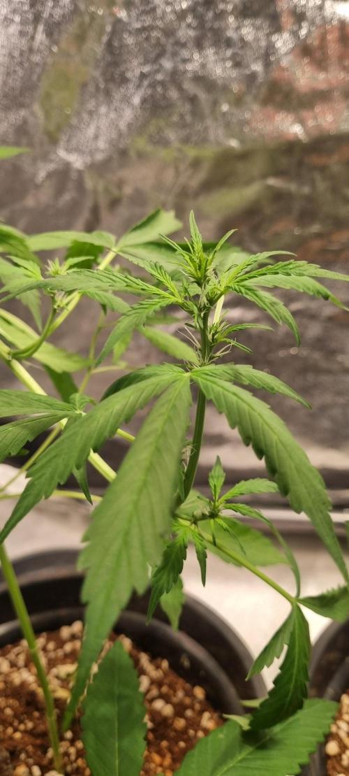 FASTBUDS. Week 4