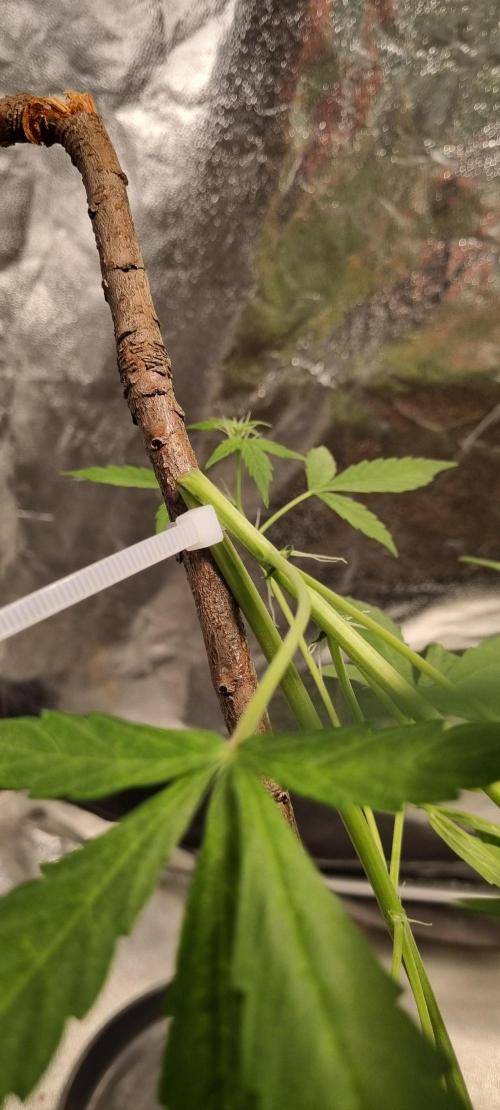 FASTBUDS. Week 4