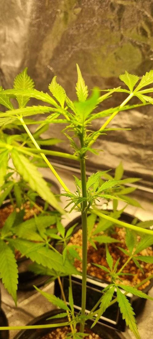 FASTBUDS. Week 4