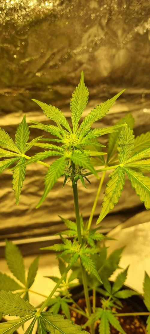 FASTBUDS. Week 4